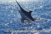 Black Marlin on surface Photo - John Ashley