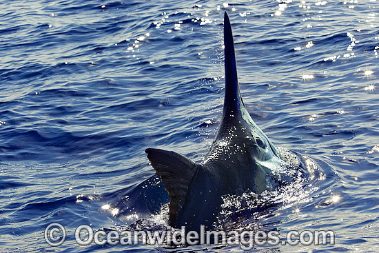 Black Marlin photo Black Marlin photo