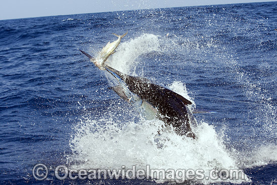 Black Marlin breaching photo