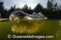 Alligator in Everglades Photo - Andy Murch