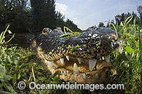 Alligator in Everglades Photo - Andy Murch