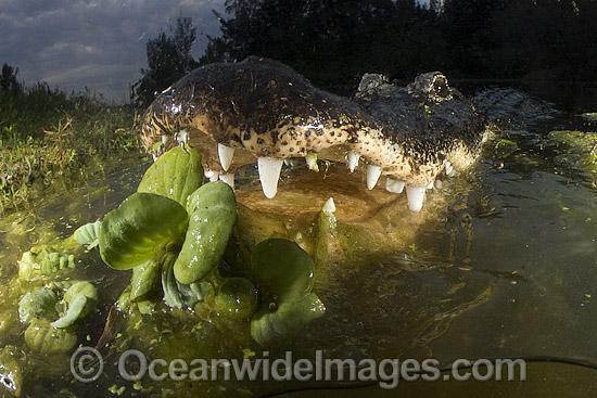 Alligator in Everglades photo Alligator in Everglades photo