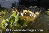 Alligator in Everglades Photo - Andy Murch
