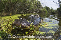 Alligator in Everglades Photo - Andy Murch