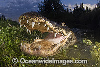 Alligator in Everglades Photo - Andy Murch
