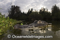 Alligator in Everglades Photo - Andy Murch