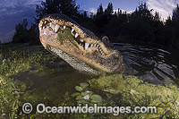 Alligator in Everglades Photo - Andy Murch