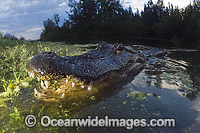 Alligator in Everglades Photo - Andy Murch