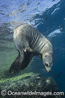 California Sea Lion underwater Photo - Andy Murch