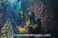 California Sea Lion underwater Photo - Andy Murch