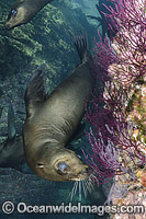 California Sea Lion underwater Photo - Andy Murch