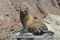 California Sea Lion underwater Photo - Andy Murch