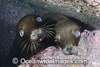 California Sea Lion underwater Photo - Andy Murch