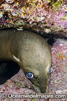 California Sea Lion underwater Photo - Andy Murch