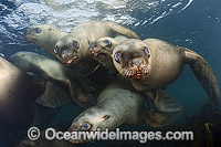 Steller Sea Lions swimming underwater Photo - Andy Murch