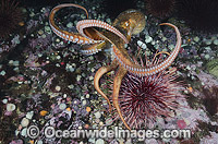 Giant Pacific Octopus Photo - Andy Murch