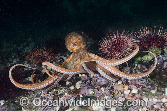 Giant Pacific Octopus photo Giant Pacific Octopus photo