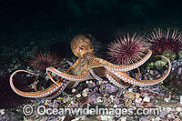 Giant Pacific Octopus Photo - Andy Murch