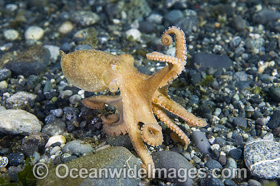 Pacific Red Octopus photo Pacific Red Octopus photo