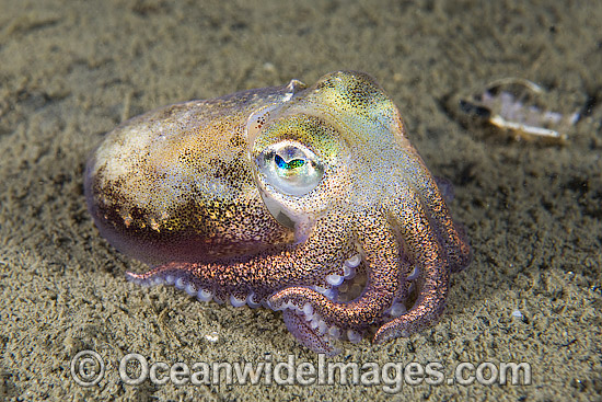 Bobtail Squid Rossia pacifica photo Bobtail Squid Rossia pacifica photo
