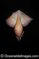 Humboldt squid Dosidicus gigas Photo - Andy Murch