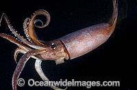 Humboldt squid Dosidicus gigas Photo - Andy Murch