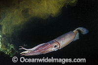 Humboldt squid squirting ink from syphon Photo - Andy Murch