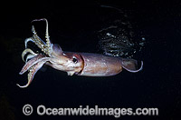 Humboldt squid Dosidicus gigas Photo - Andy Murch