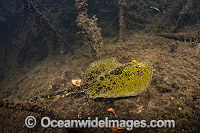 Yellow Spotted Stingray Urobatis jamaicensis Photo - Andy Murch