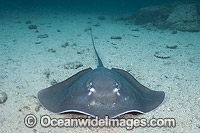Longtail Stingray Dasyatis longus Photo - Andy Murch