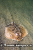 Roger's Round Ray Urotrygon rogersi Photo - Andy Murch