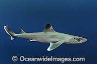Cuban Dogfish Squalus cubensis Photo - Andy Murch