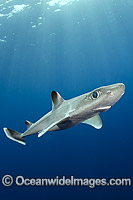 Cuban Dogfish Squalus cubensis Photo - Andy Murch