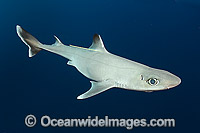 Cuban Dogfish Photo - Andy Murch