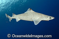 Gulper Shark Centrophorus granulosus Photo - Andy Murch