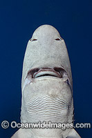Gulper Shark Centrophorus granulosus Photo - Andy Murch