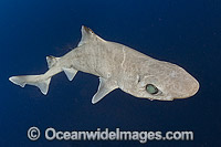 Gulper Shark Centrophorus granulosus Photo - Andy Murch
