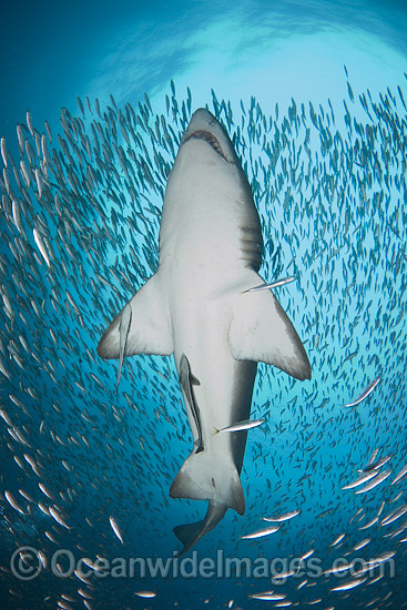 Sand Tiger Shark photo Sand Tiger Shark photo