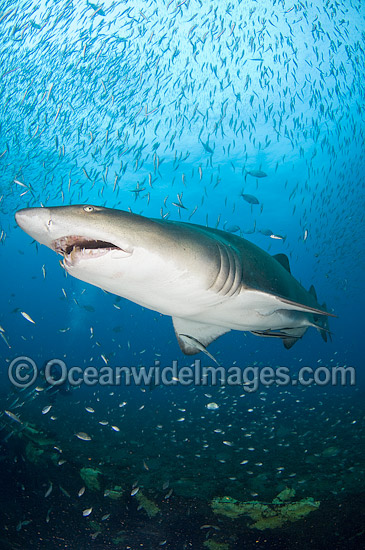 Sand Tiger Shark photo Sand Tiger Shark photo