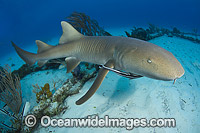 Nurse Shark Photo - Andy Murch