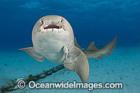 Nurse Shark Photo - Andy Murch