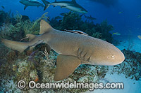 Nurse Shark Photo - Andy Murch