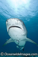 Tiger Shark underwater Photo - Andy Murch