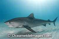 Tiger Shark underwater Photo - Andy Murch