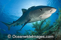 Tiger Shark underwater Photo - Andy Murch