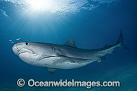 Tiger Shark underwater Photo - Andy Murch