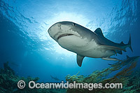 Tiger Shark underwater Photo - Andy Murch