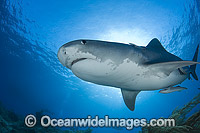 Tiger Shark underwater Photo - Andy Murch