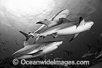 Caribbean Reef Shark Carcharhinus perezi Photo - Andy Murch