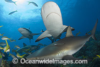 Caribbean Reef Shark Carcharhinus perezi Photo - Andy Murch